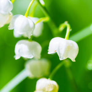 lily of the valley may 1
